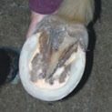 Vettec Super Fast