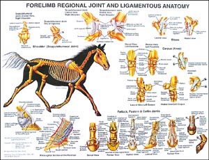 Equine Fore Limb Anatomy Chart | WC02A